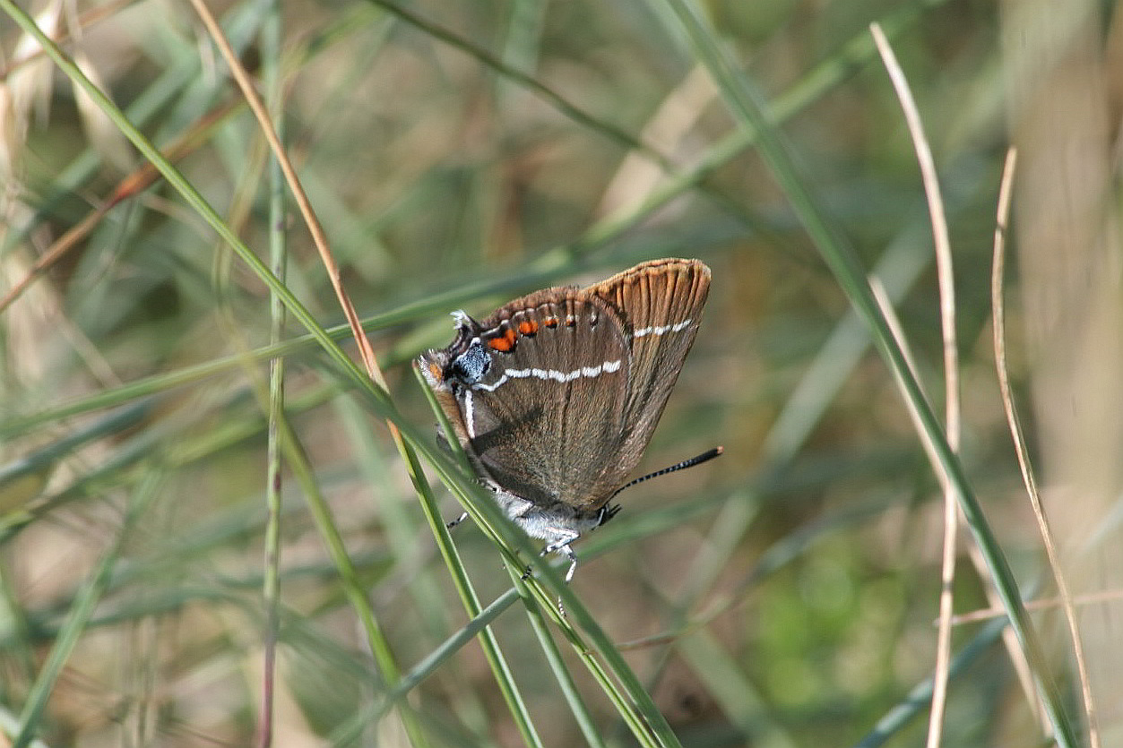 Satyrium spini